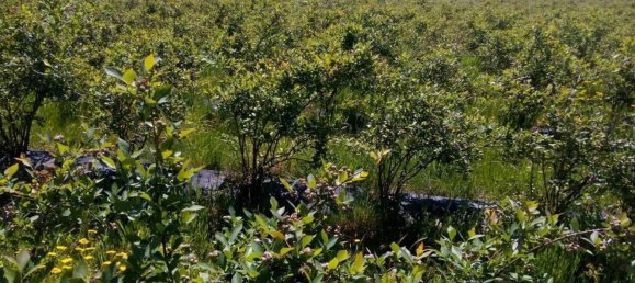 Земельный участок 13249м² в Orjais, Португалия № 140596 8