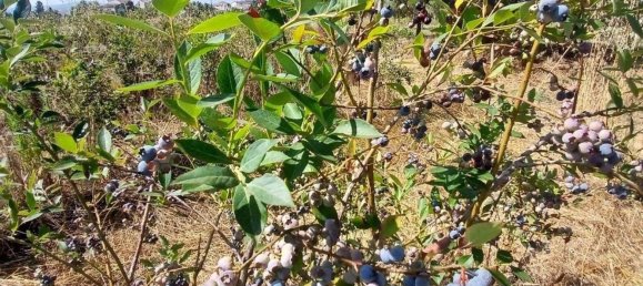 Земельный участок 13249м² в Orjais, Португалия № 140596 15