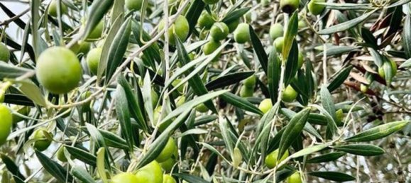 15 غرف نوم منزل في Beira, Portugal رقم 67528 27