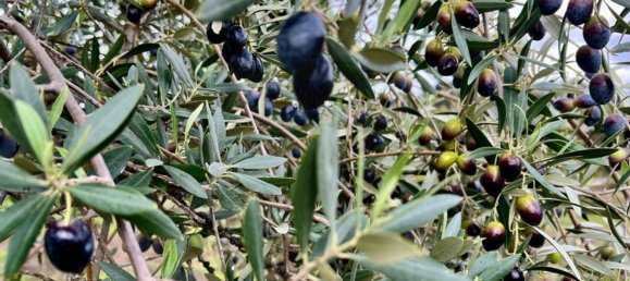 15 غرف نوم منزل في Beira, Portugal رقم 67528 28