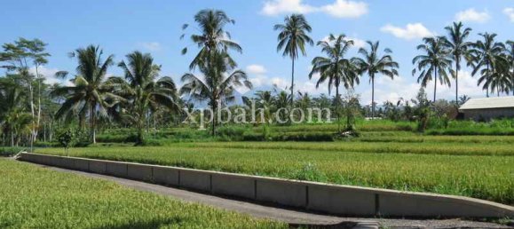 Grundstück in Ubud, Indonesia 3930m², Nr. 3849 8