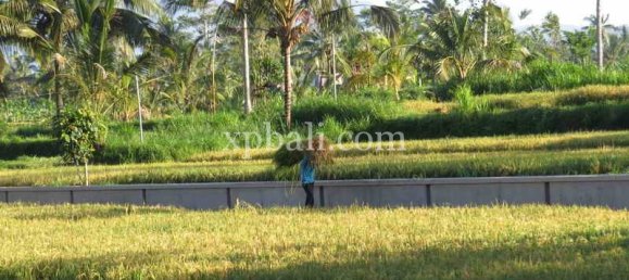 Grundstück in Ubud, Indonesia 3930m², Nr. 3849 5