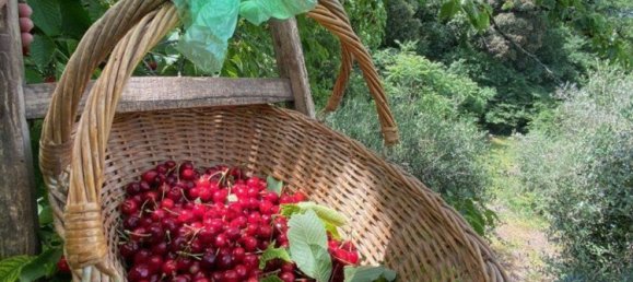 Земельный участок в Терни, Италия № 317206 4