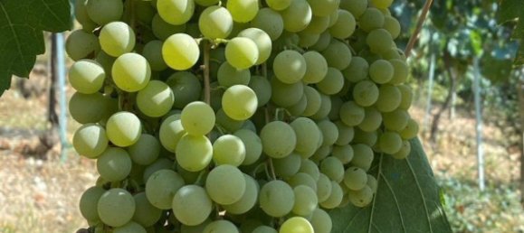 Земельный участок в Терни, Италия № 317206 5