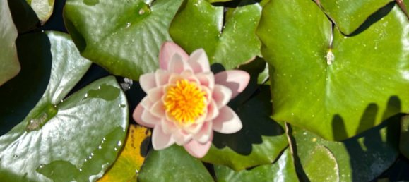 4 غرف نوم فيلا في Sassari, Italy رقم 221254 10