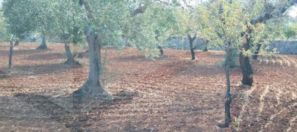 2 rooms House in Putignano, Italy No. 23497 6