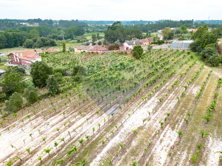  Land in Anadia, Portugal No. 63966