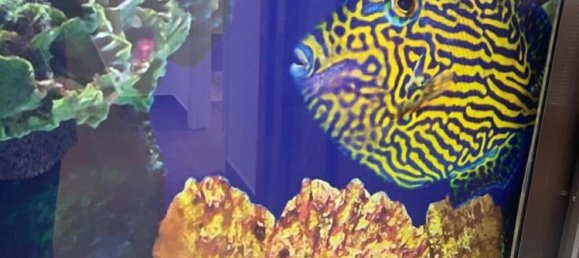 5 bedrooms House in San Miguel de Salinas, Spain No. 185969 37