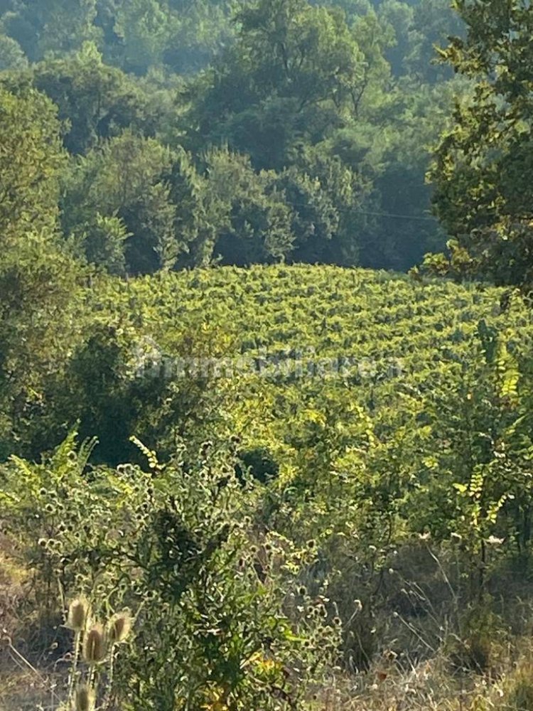 12000m² Land in Petruro Irpino, Italy No. 106534