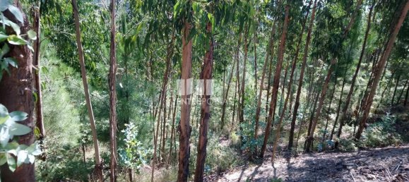 14000m² Land in Gove, Portugal No. 59378 7