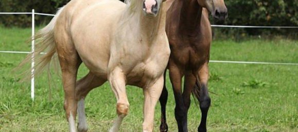 4 Schlafzimmer Bauernhof in Rheinland-Pfalz, Germany, Nr. 350985 13