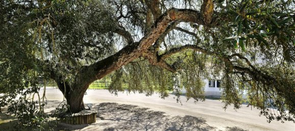 10 bedrooms Land in Benavente, Portugal No. 141868 30