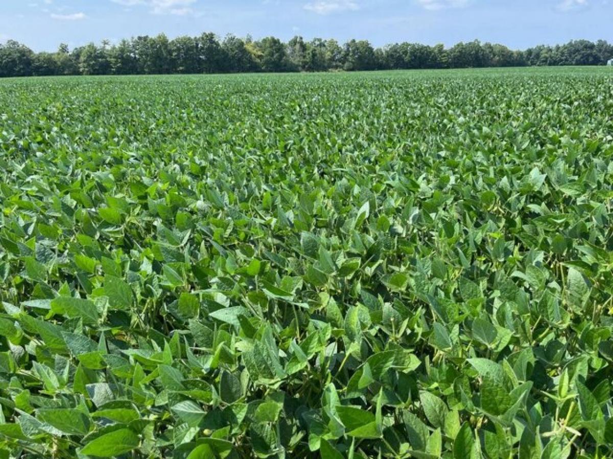  Land in Mount Morris, USA No. 476020