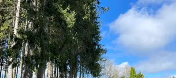 Grundstück in Sallingberg, Austria, Nr. 245071 11