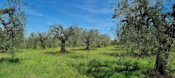 قطعة أرض في Cori, Italy 16000متر مربع رقم 160510 6