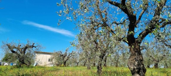 قطعة أرض في Cori, Italy 16000متر مربع رقم 160510 2