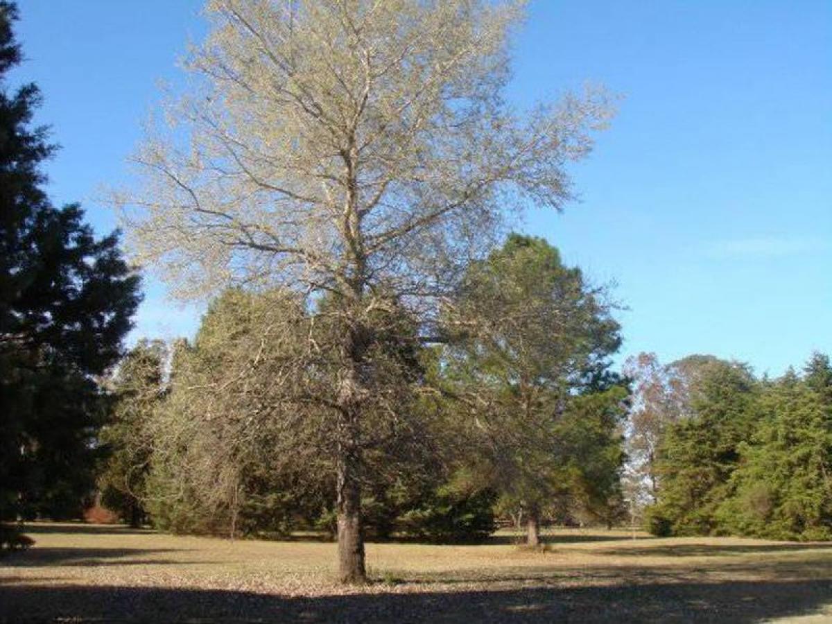  قطعة أرض في Buenos Aires, Argentina رقم 118929
