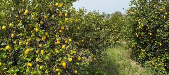 Land in Sangonera la Seca, Spain No. 162922 3