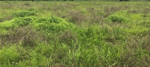  Land in Liberia, Costa Rica No. 1390 6