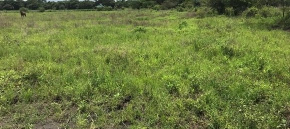  Land in Liberia, Costa Rica No. 1390 2