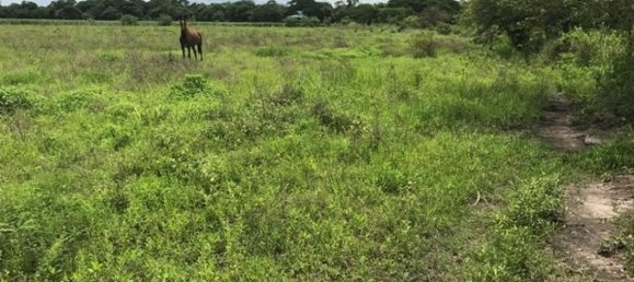  Land in Liberia, Costa Rica No. 1390 3
