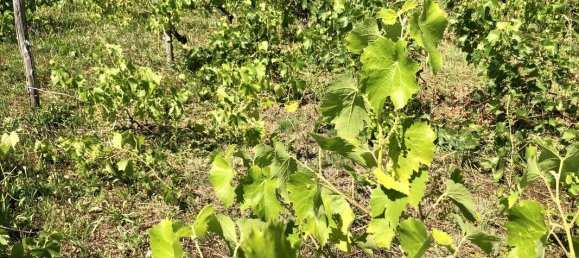 Castelos T2 em Vienne, France N.º 335605 17