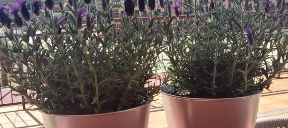 1 bedroom Apartment in Murcia, Spain No. 113462 23