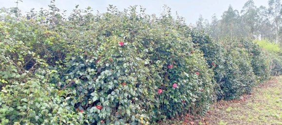  قطعة أرض في Abegondo, Spain 4270متر مربع رقم 46152 6