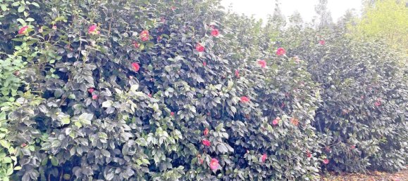  قطعة أرض في Abegondo, Spain 4270متر مربع رقم 46152 9