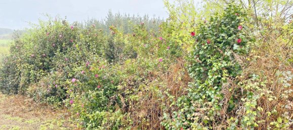  قطعة أرض في Abegondo, Spain 4270متر مربع رقم 46152 8