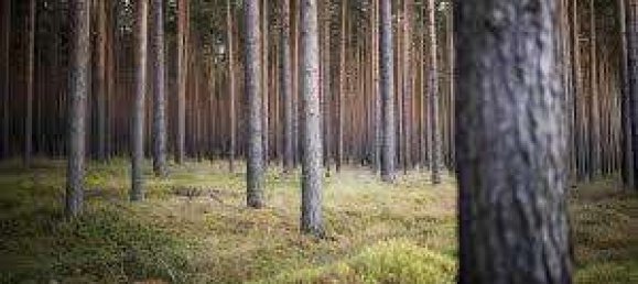 Земельный участок в Бранденбург, Германия № 42416 4