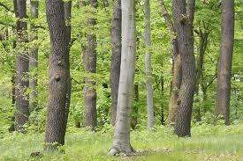 Земельный участок в Бранденбург, Германия № 42416