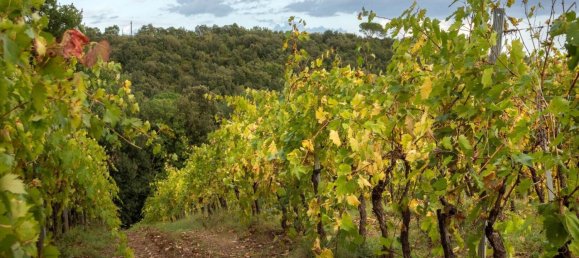 8 chambres Maison à Murlo, Italy No. 54100 34