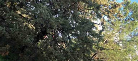 6غرفة فيلا في Bolognetta, Italy رقم 168253 11