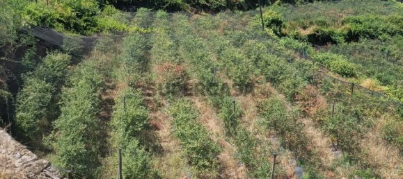 6 bedrooms House in Oliveira de Frades, Portugal No. 261854 4