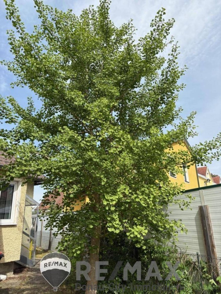 6 rooms House in Langenzersdorf, Austria No. 135980