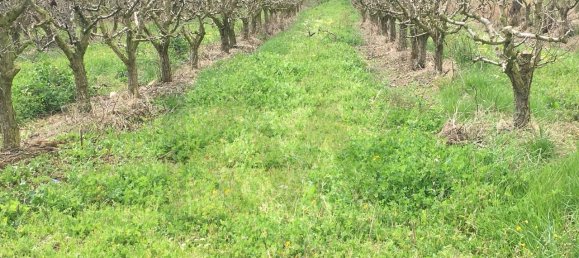 7280m² Land in Torres Vedras, Portugal No. 87825 13