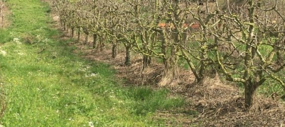 7280m² Land in Torres Vedras, Portugal No. 87825 6