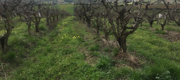 7280m² Land in Torres Vedras, Portugal No. 87825 19