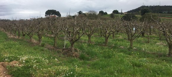 7280m² Land in Torres Vedras, Portugal No. 87825 16