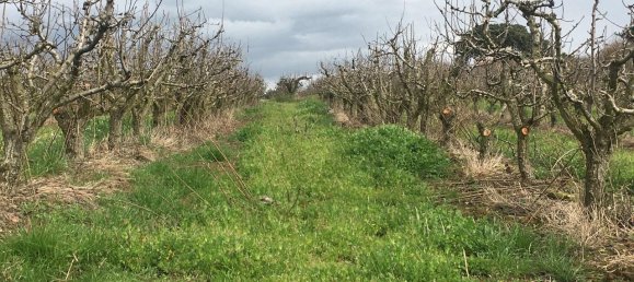 7280m² Land in Torres Vedras, Portugal No. 87825 11