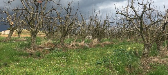 7280m² Land in Torres Vedras, Portugal No. 87825 12