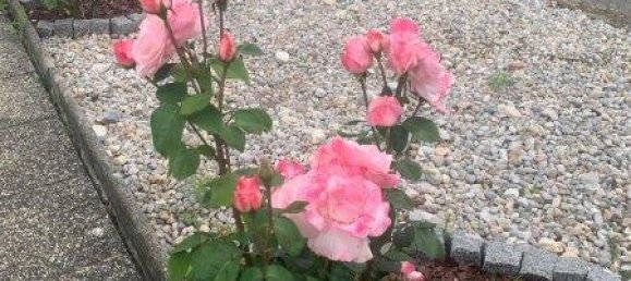 7-Zimmer Haus in Großwarasdorf, Austria, Nr. 201671 17