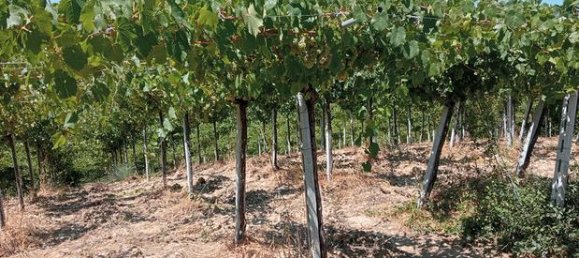 17510m² Land in Casalbordino, Italy No. 267282 4