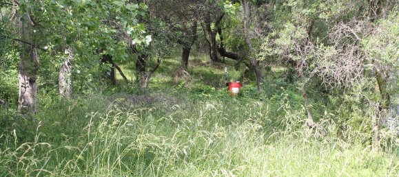 22000m² Hotel in Corfu, Greece No. 7800 9