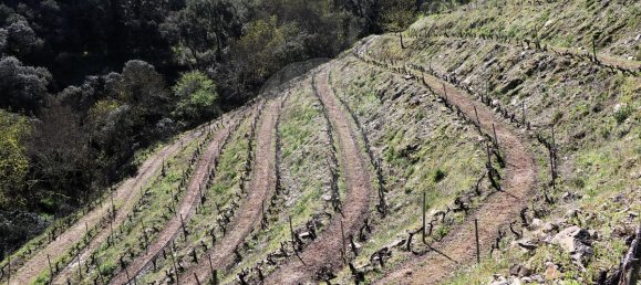 9 غرف نوم قلاع في Castanheiro do Sul, Portugal رقم 76324 49