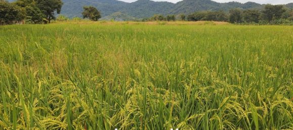  Commercial property in Chiang Rai, Thailand No. 14277 4