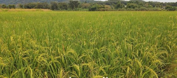  Commercial property in Chiang Rai, Thailand No. 14277 5