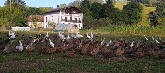 4 bedrooms Duplex in Basque Autonomous Community, Spain No. 159216 13