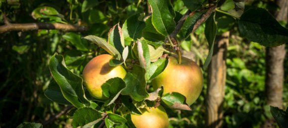 Terreno em Ostallgau, Germany N.º 149160 7
